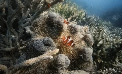 Pemandangan laut jernih dan pasir putih di Wisata Gili Labak Sumenep Madura