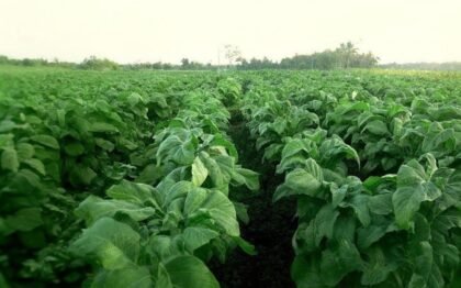 Tembakau Madura